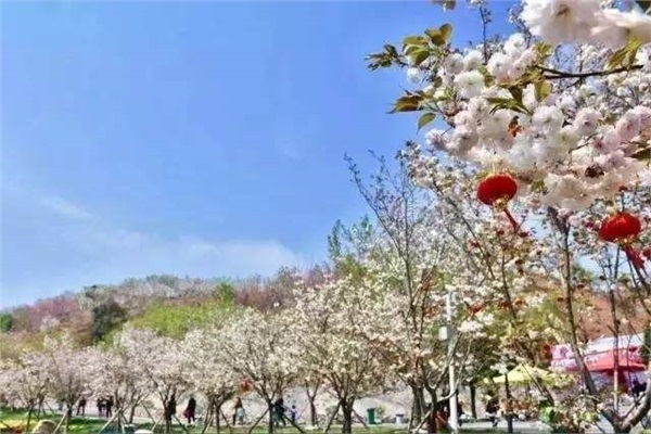 長沙潯龍河櫻花谷、田漢文化園一日游