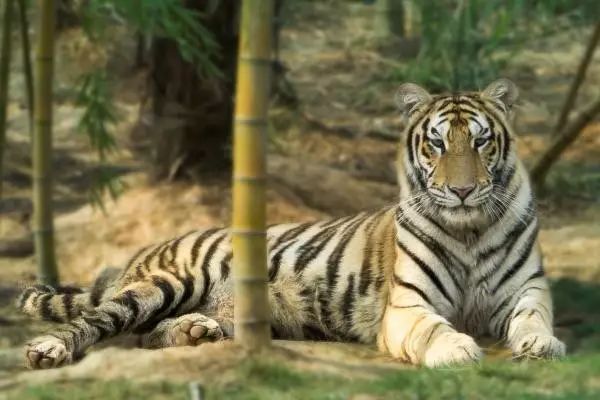 長(zhǎng)沙三珍虎園、楊開慧故居一日游