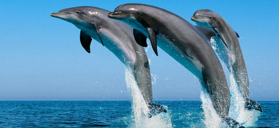 澳大利亞、新西蘭澳妙無(wú)瓊11日