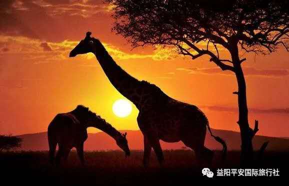 發(fā)現非洲體驗之旅肯尼亞10游