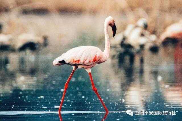 發(fā)現非洲體驗之旅肯尼亞10游