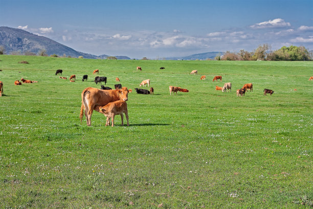 (人氣草原、5A響沙灣、歡樂牧場、內(nèi)蒙古博物院、夢幻水世界)雙飛5日親子游