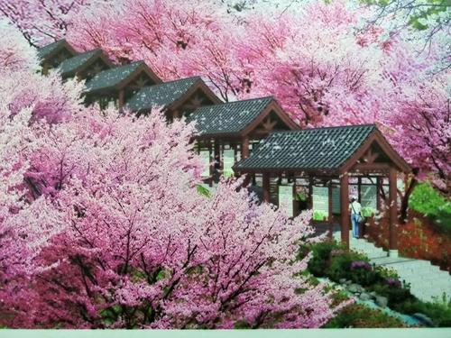 長(zhǎng)沙潯龍河櫻花谷、田漢文化園一日游