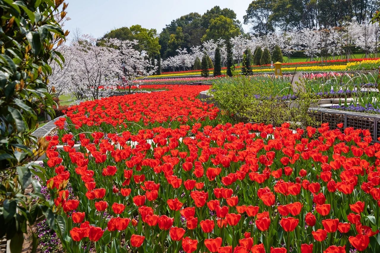 岳陽花語世界、汴河街一日游