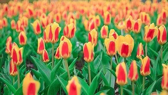 岳陽花語世界、汴河街一日游